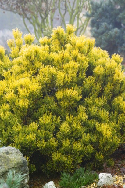 Морозостійка сосна з яскравою хвоєю.